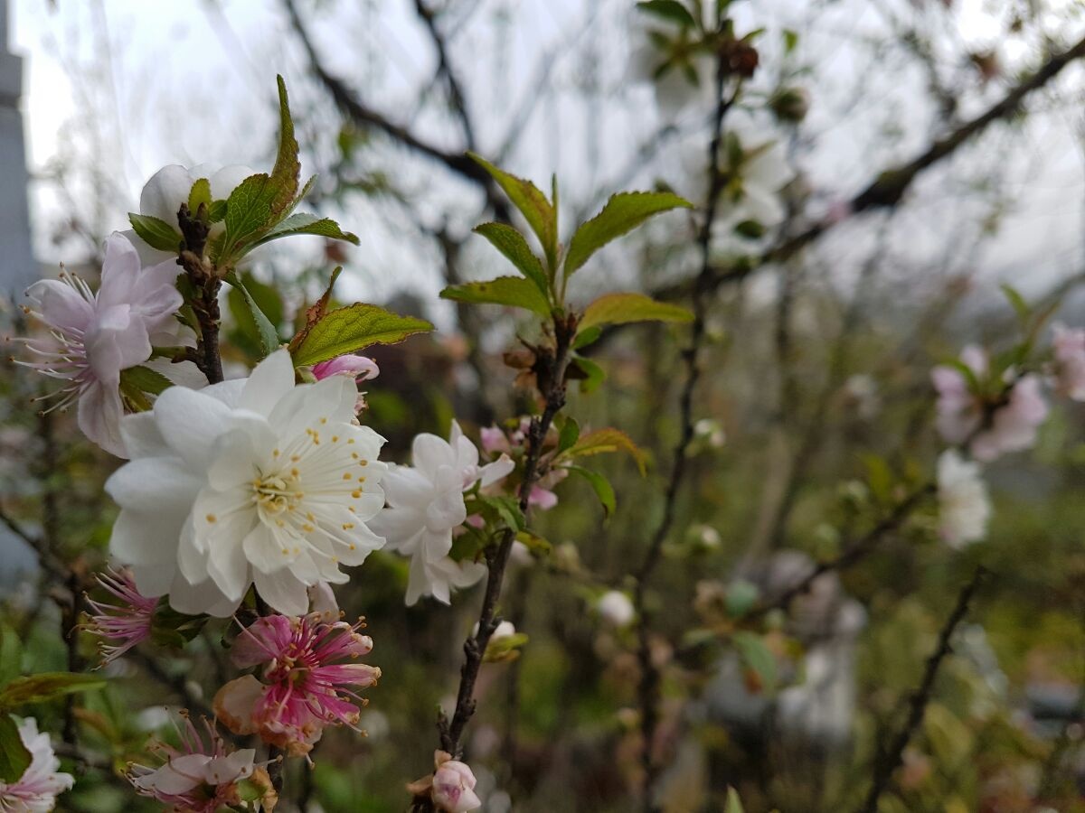 Fansipan Legend anh 3