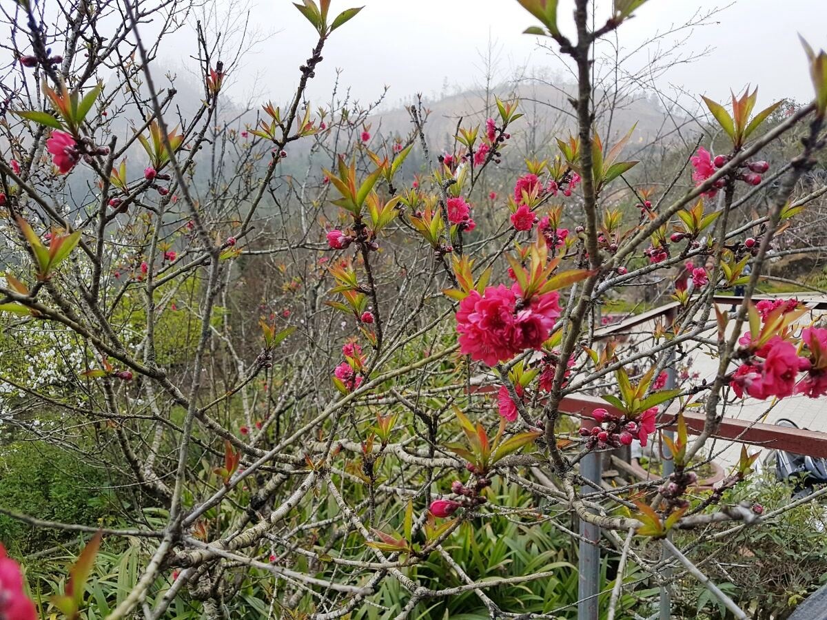 Fansipan Legend anh 5