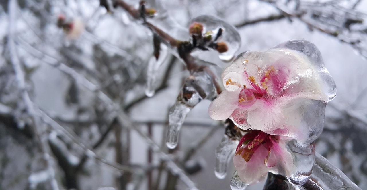Ngam dao pha le khoe sac tai ‘thanh pho tren may’ hinh anh