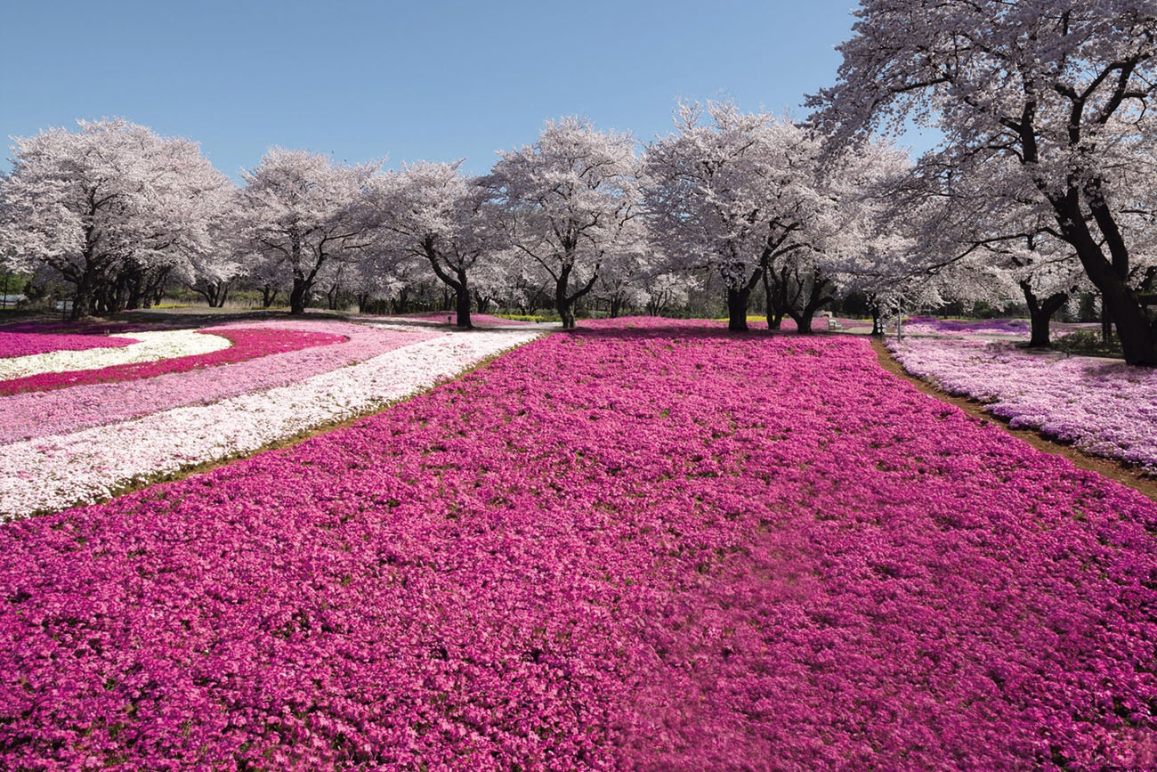 Tobu Railway ảnh 3 Tobu Railway anh 3