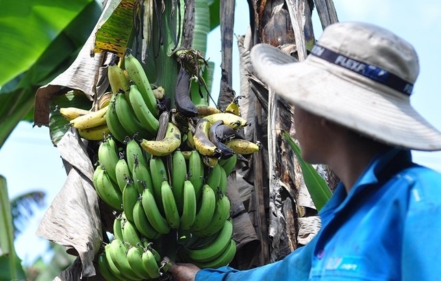 Chuoi Dong Nai tro thanh qua khuyen mai trong sieu thi hinh anh