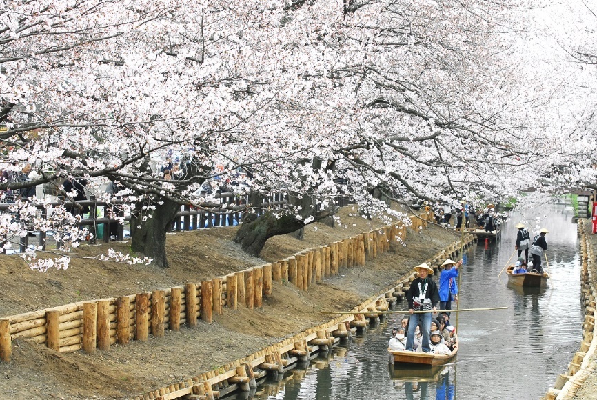 Trai nghiem van hoa ngam hoa anh dao cua nguoi Nhat cung Tobu Railway hinh anh