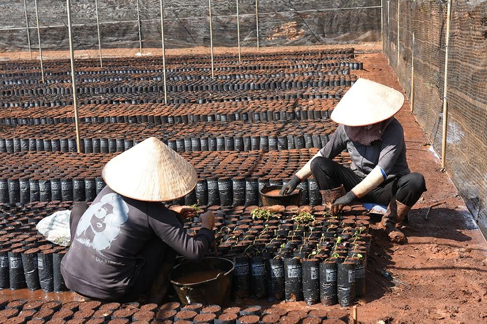 Nestlé ảnh 3 Nestle anh 3