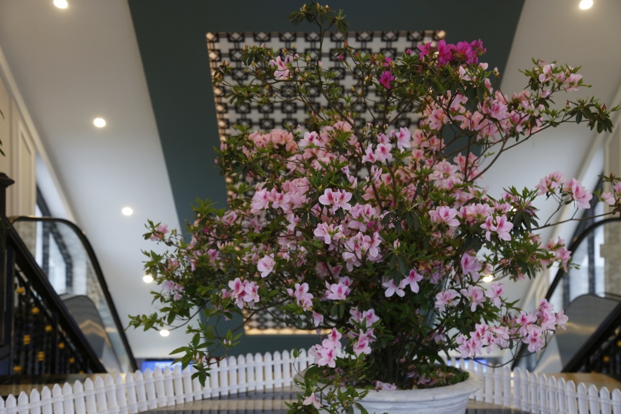 Fansipan Legend anh 2