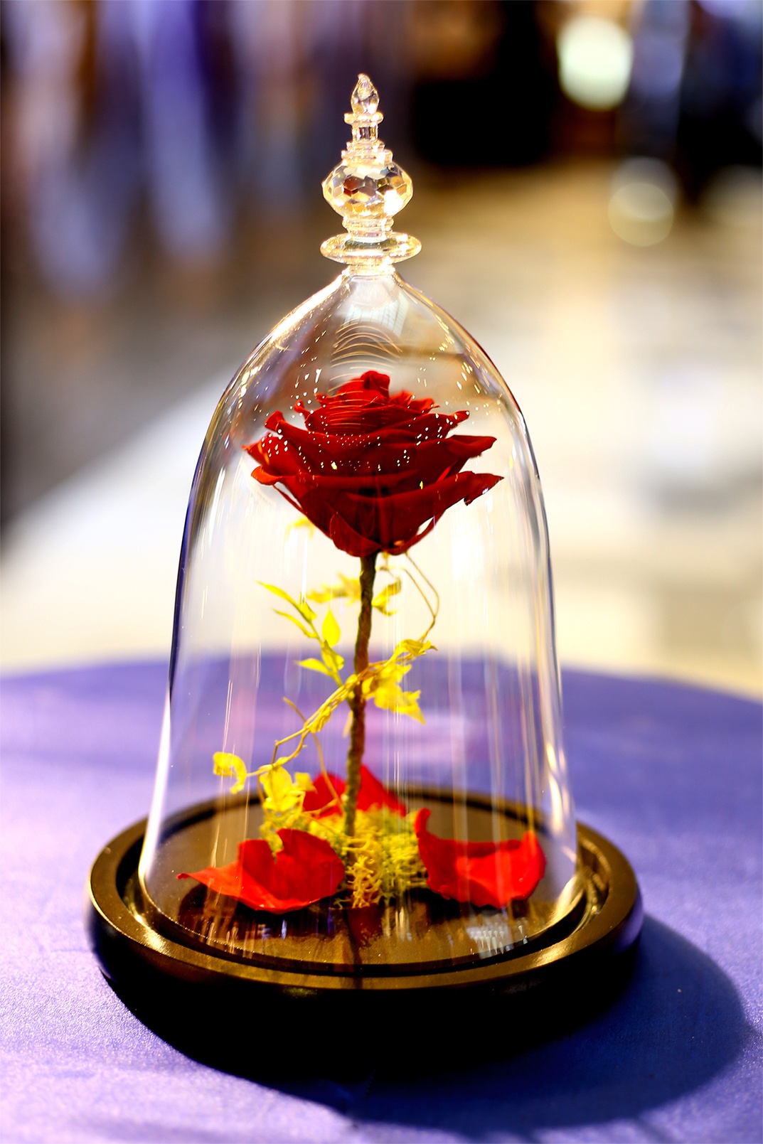 Veromica Decor anh 1