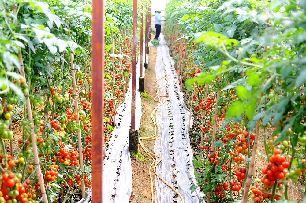 Vingroup ho tro nong dan lam nong san sach anh 3