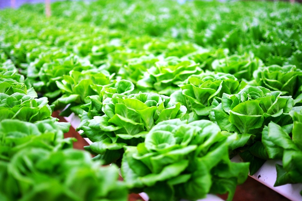 Vingroup ho tro nong dan lam nong san sach hinh anh