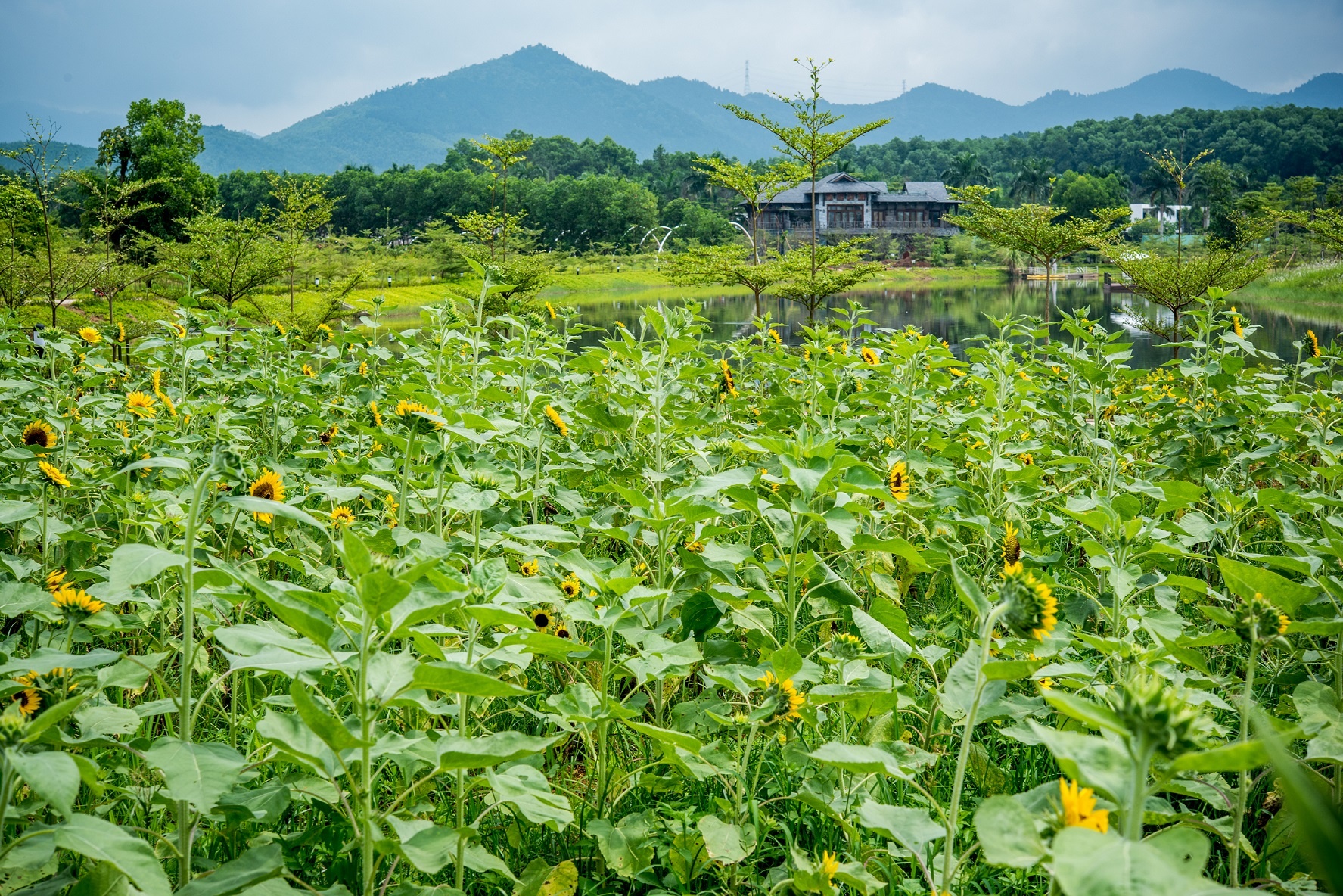 Flamingo All Inclusive anh 9