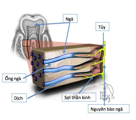 P/S Sensitive Expert ảnh 1 P/S Sensitive Expert anh 1