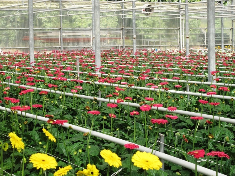 Da Lat Trong Toi anh 9