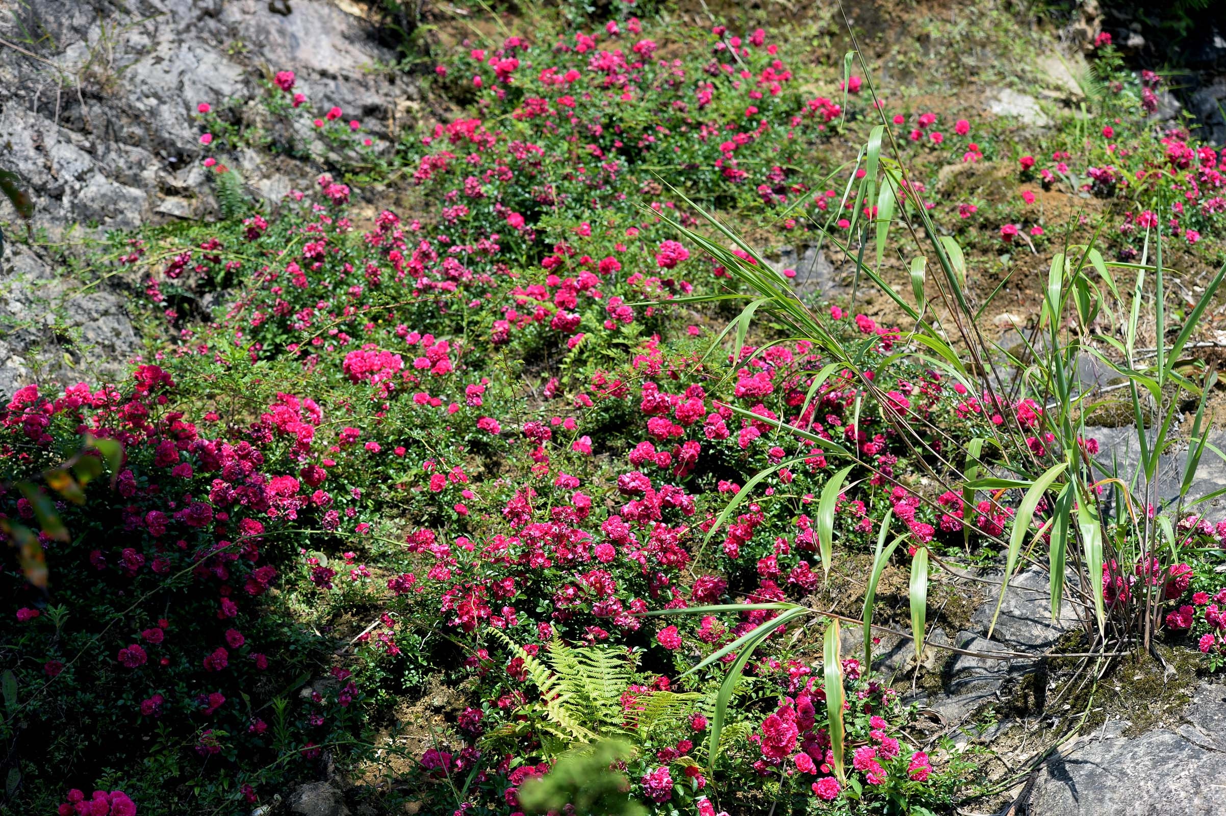 Sun World Fansipan Legend anh 2