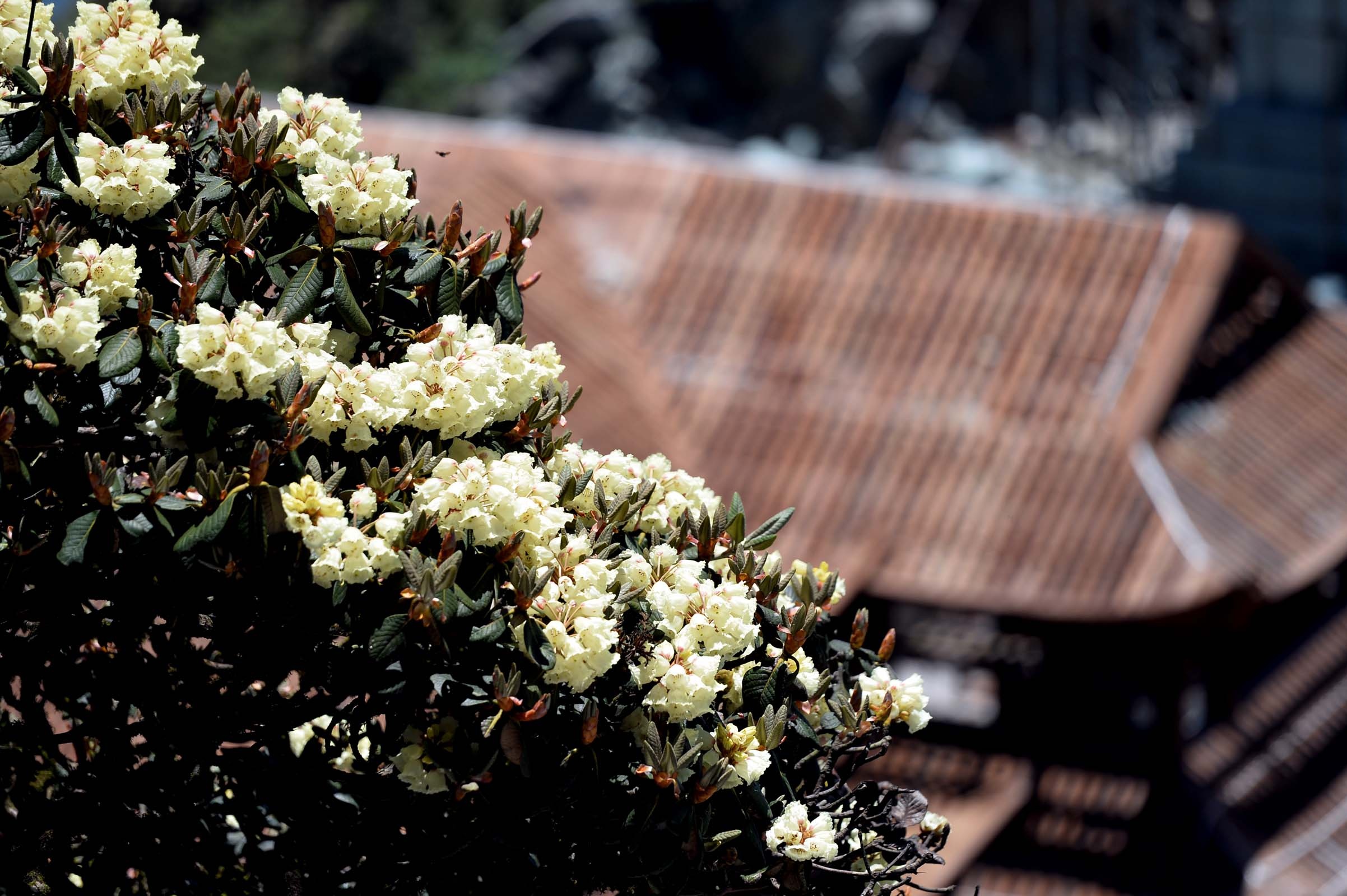 Sun World Fansipan Legend anh 9