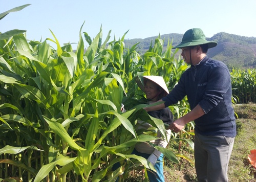 Ket hop voi doanh nghiep trong dao tao cu nhan hinh anh