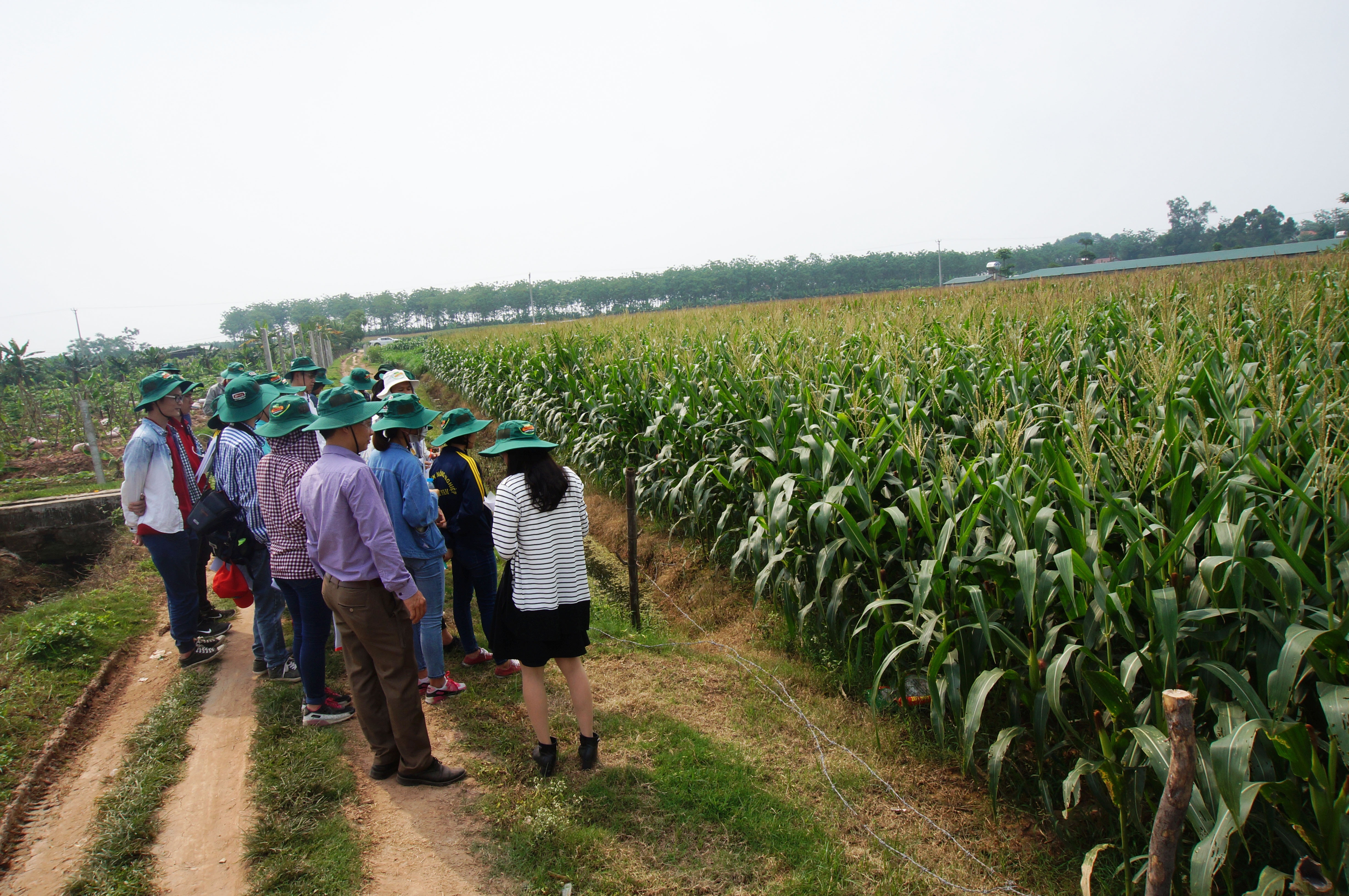 Công ty Dekalb  ảnh 2 Cong ty Dekalb anh 2