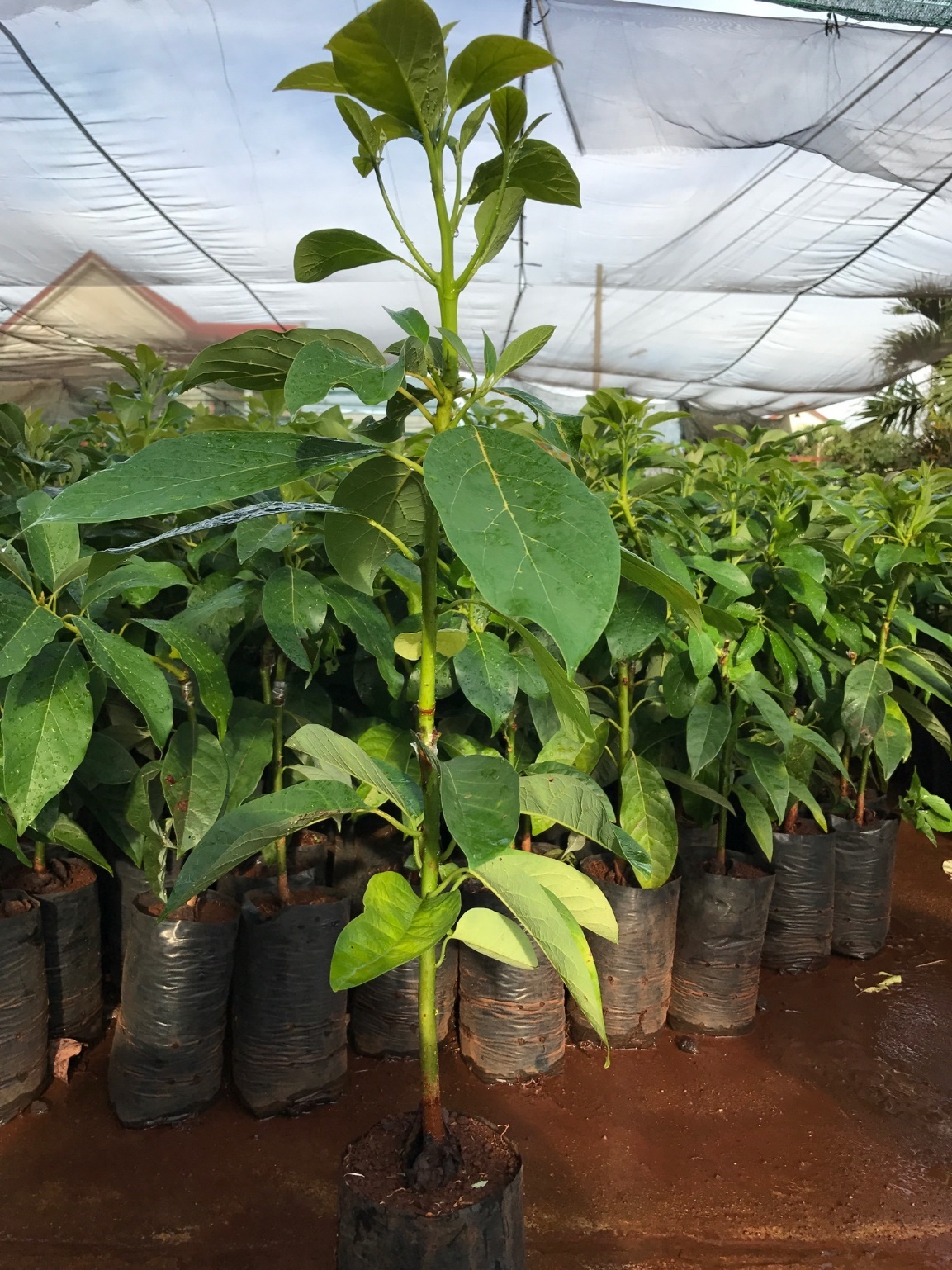 dailygiong.com anh 1