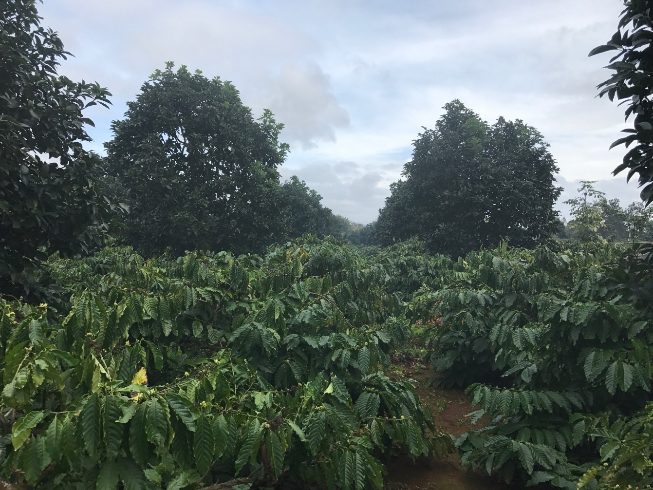 dailygiong.com anh 2