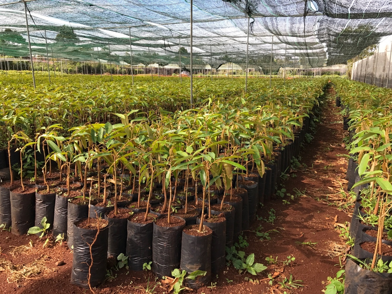 Bo booth 7 mat mua van mang lai gia tri kinh te cao hinh anh