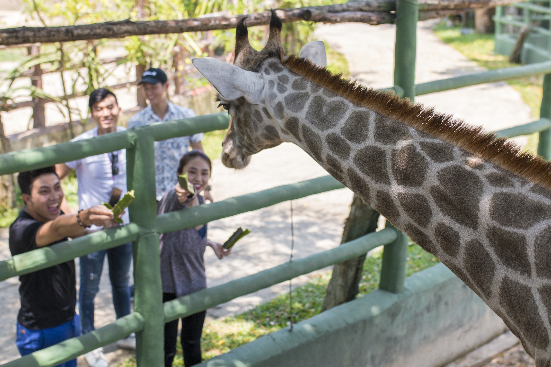 Khu du lich sinh thai Vuon Xoai anh 5