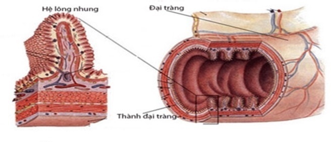 men Bifina ảnh 2 men Bifina anh 2