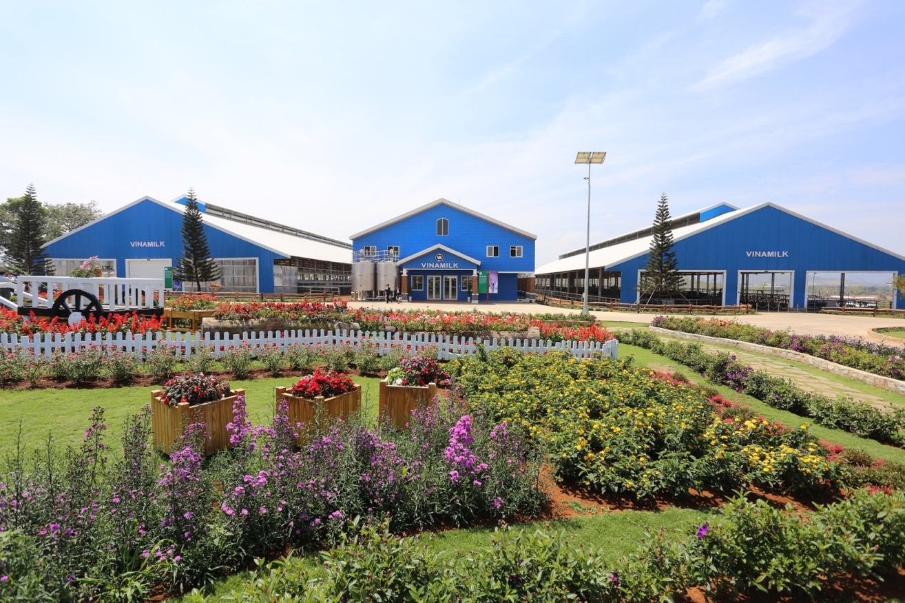 Vinamilk dau tu 1.400 ty dong nuoi bo sua cong nghe cao tai Ha Noi hinh anh