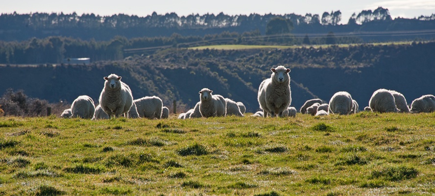 Dai hoc Lincoln anh 7