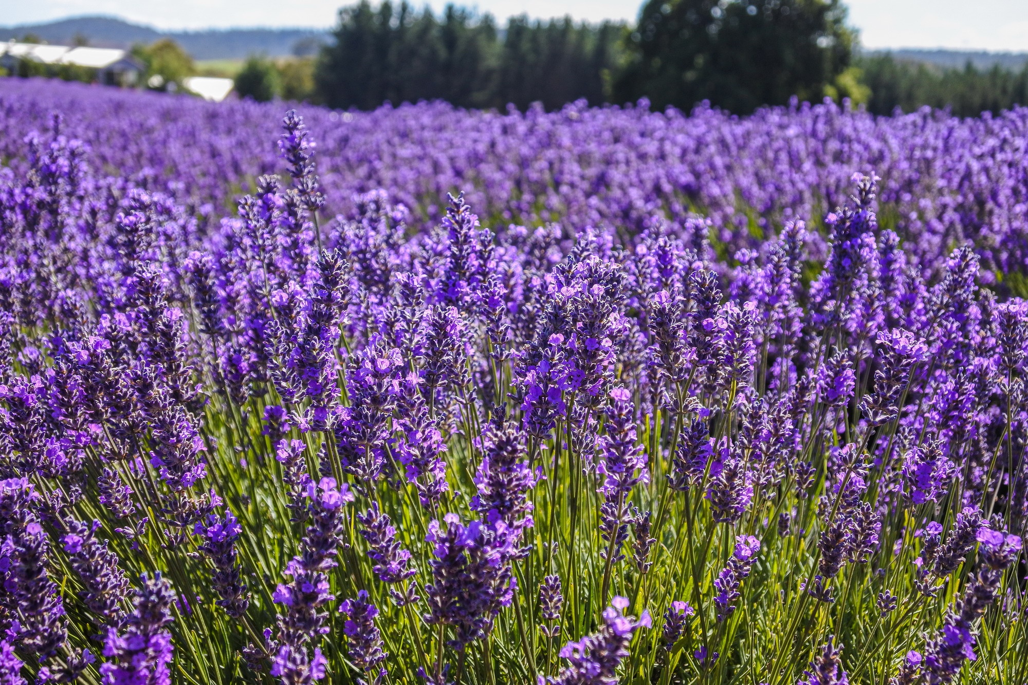 Ve dep bat tan cua hon dao hinh trai tim Tasmania hinh anh