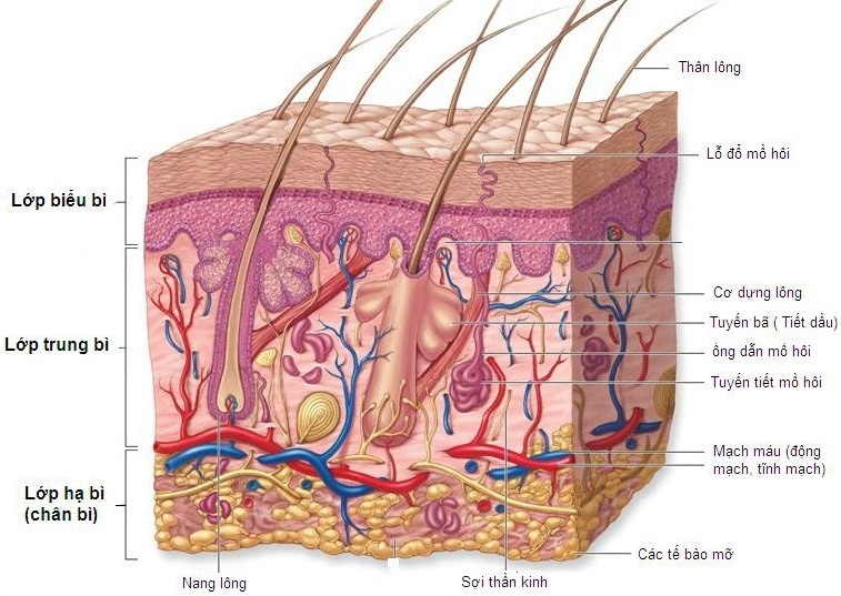 Deaura ảnh 1 Deaura anh 1