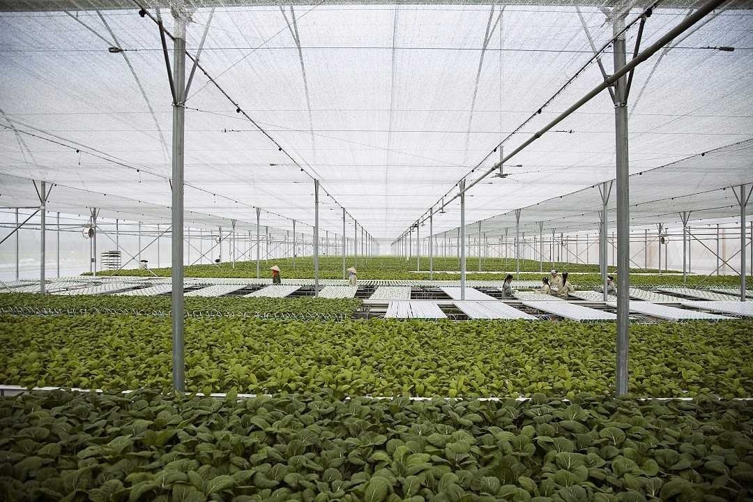 VinEco ảnh 4 VinEco anh 4