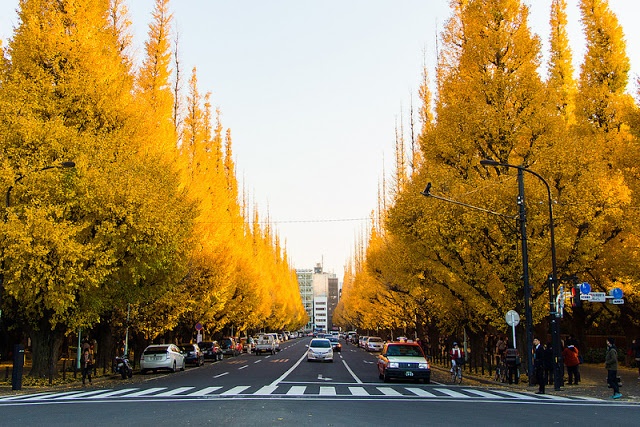 Mua thu dep den nao long o Tokyo hinh anh