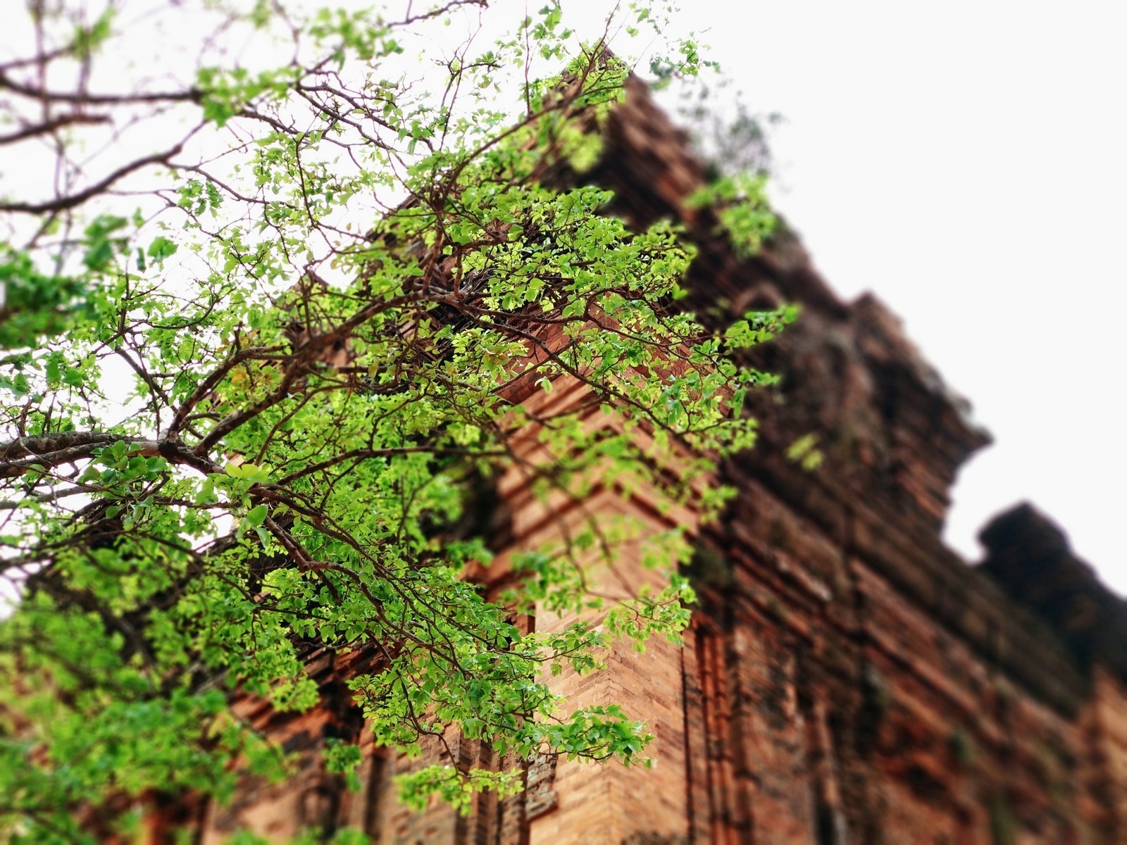 bo anh xoa phong an tuong chup bang Mi A1 anh 3