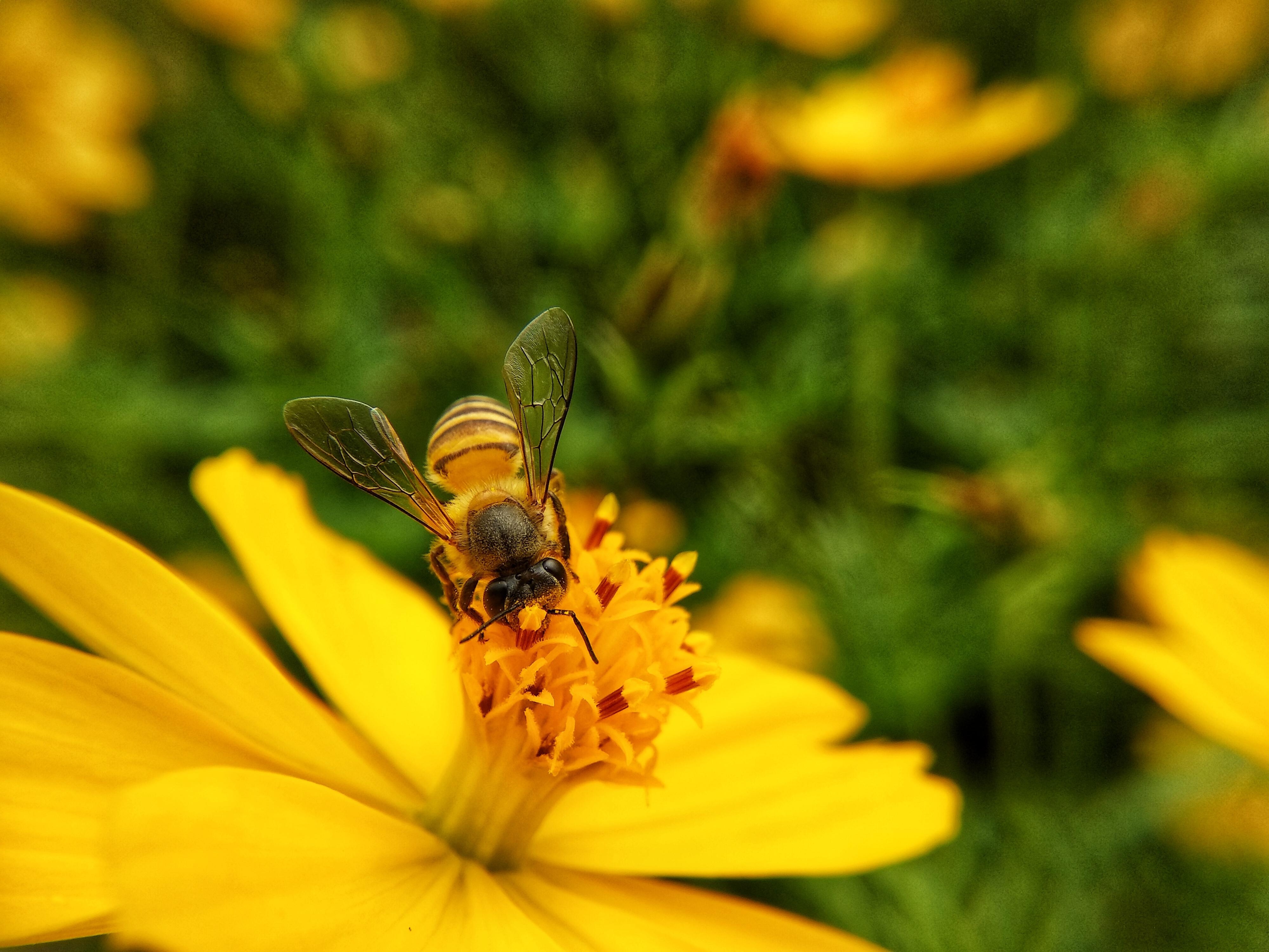 Xiaomi ảnh 1 Xiaomi anh 1