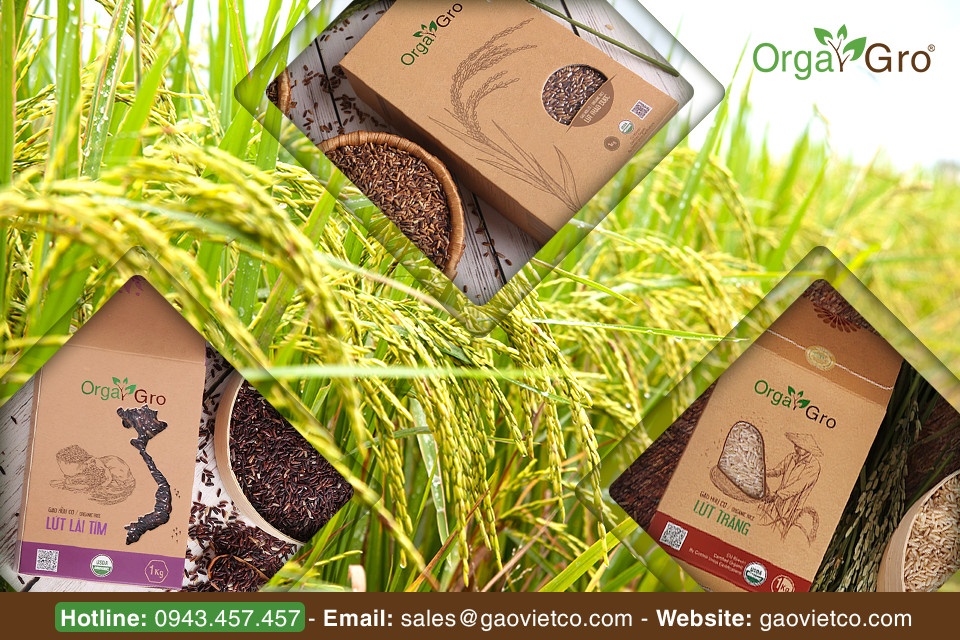 Gạo Việt ảnh 2 Gao Viet anh 2