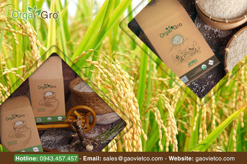 Gạo Việt ảnh 1 Gao Viet anh 1