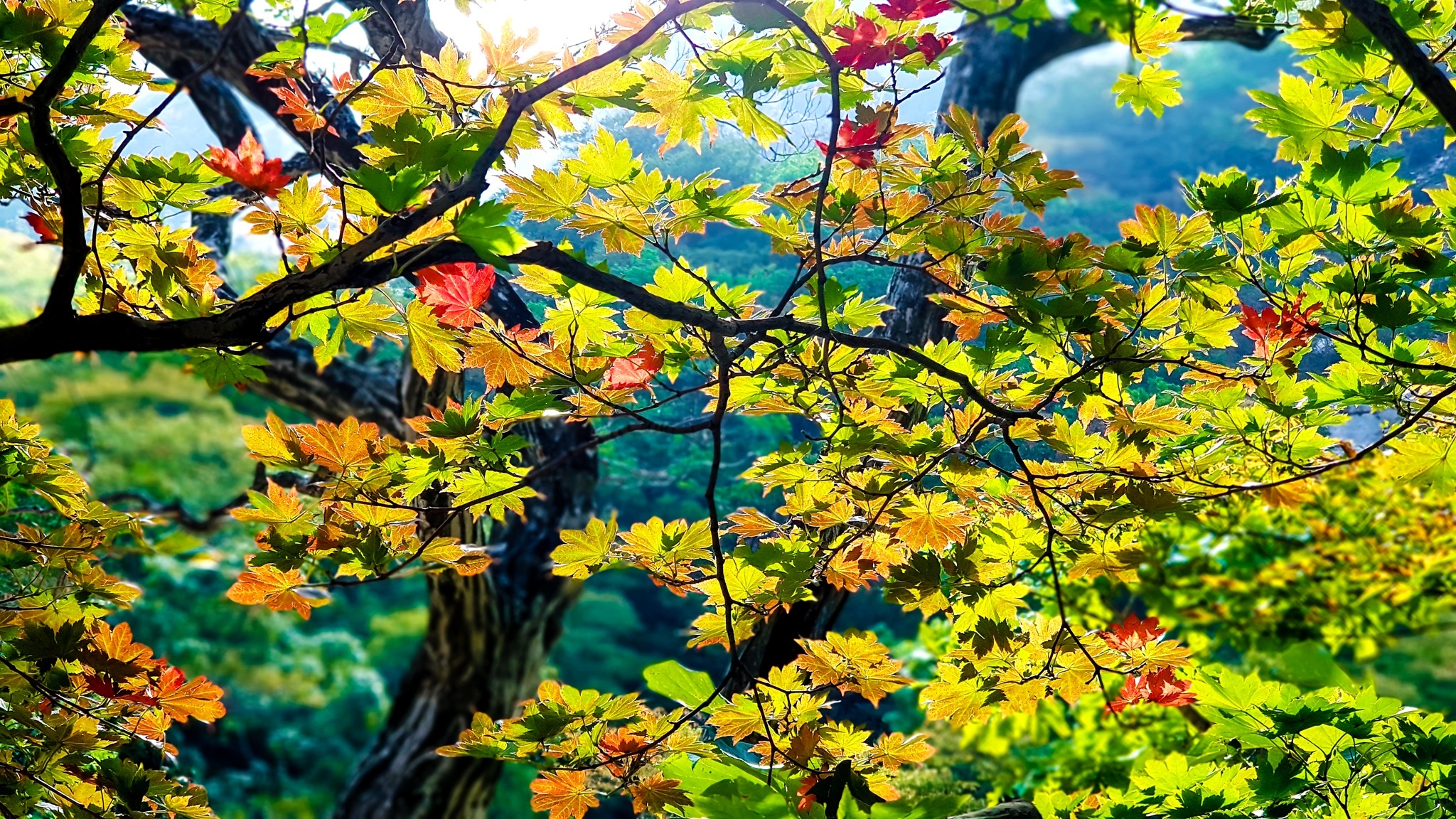 Samsung Galaxy Note 8 anh 7