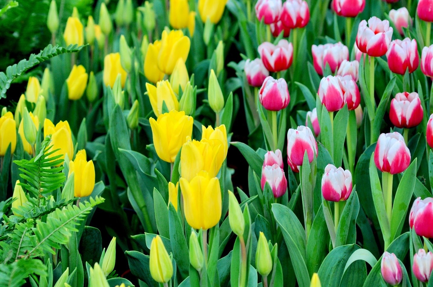 Vinpearl Land Nha Trang anh 5