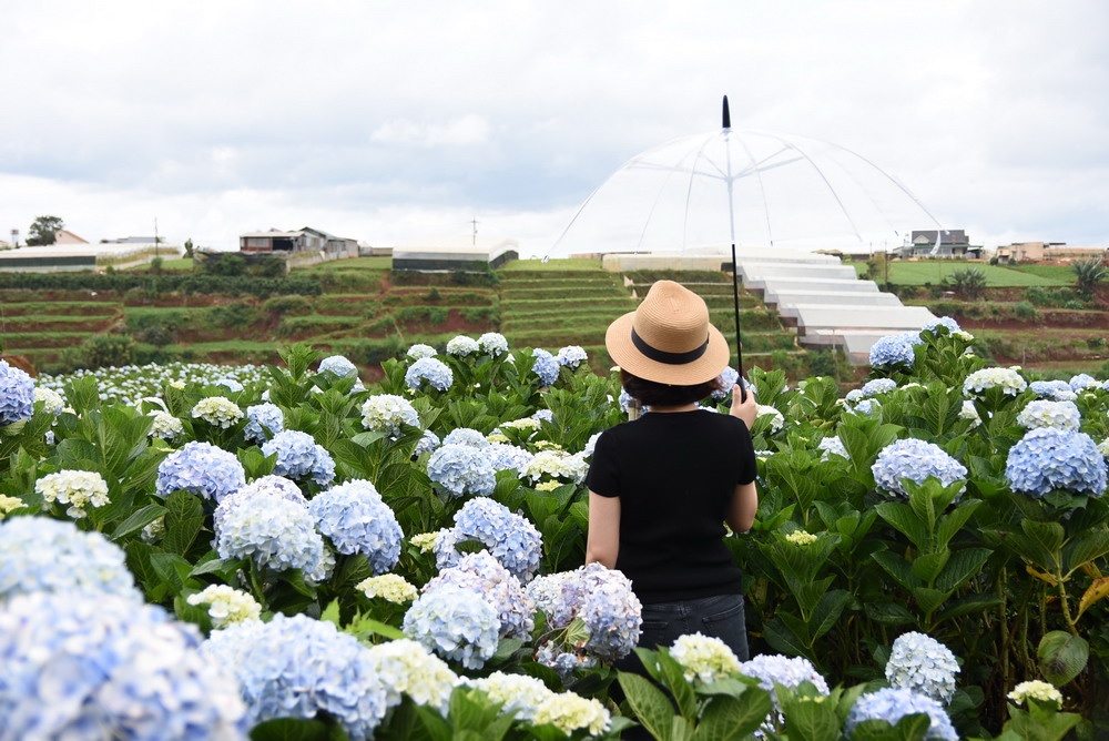 Nhieu tour du xuan duoc ra mat dip can Tet hinh anh
