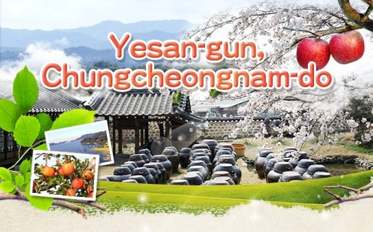 Thu mien phi tao tuoi va cac che pham tu tao vung Yesan, Han Quoc hinh anh