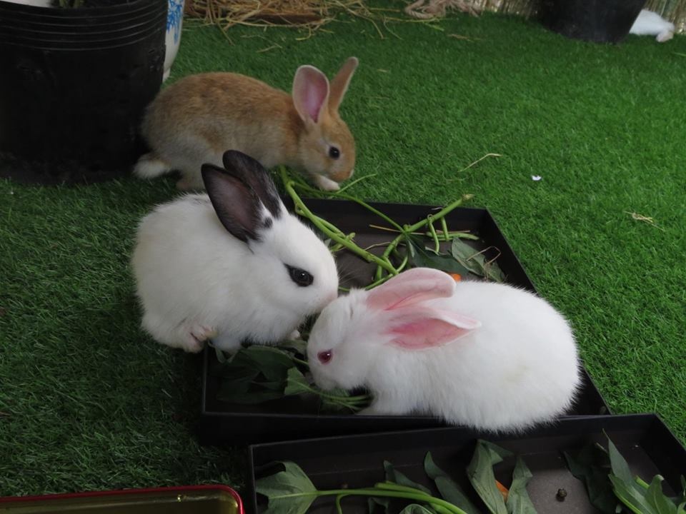 Hội chợ Xanh ảnh 7 Hoi cho Xanh anh 7