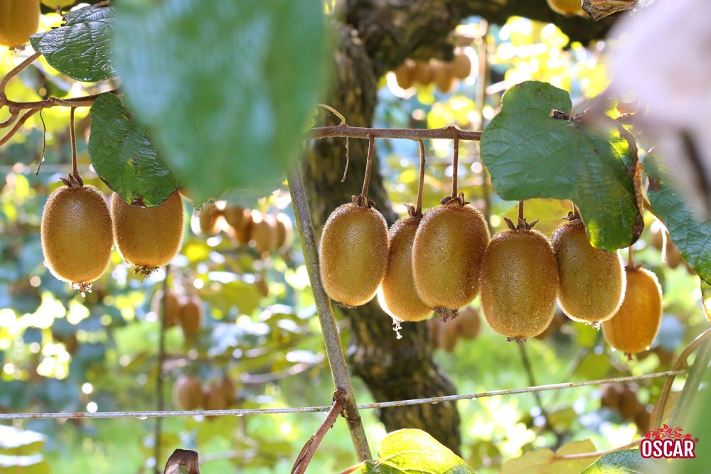 Hanh trinh phat trien cua thuong hieu kiwi xanh Oscar Phap hinh anh