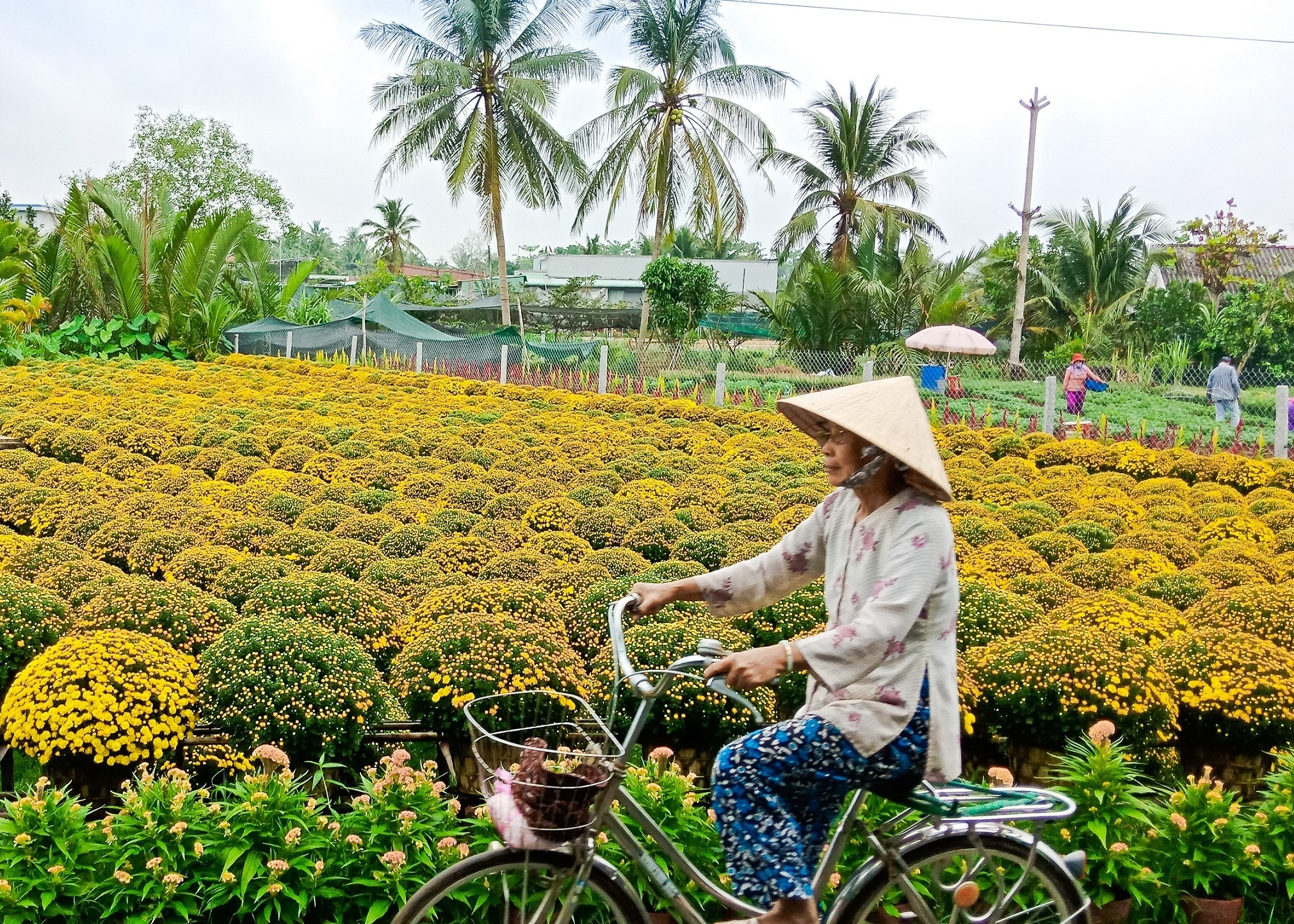 Nhung neo duong mien Tay khi xuan ve hinh anh