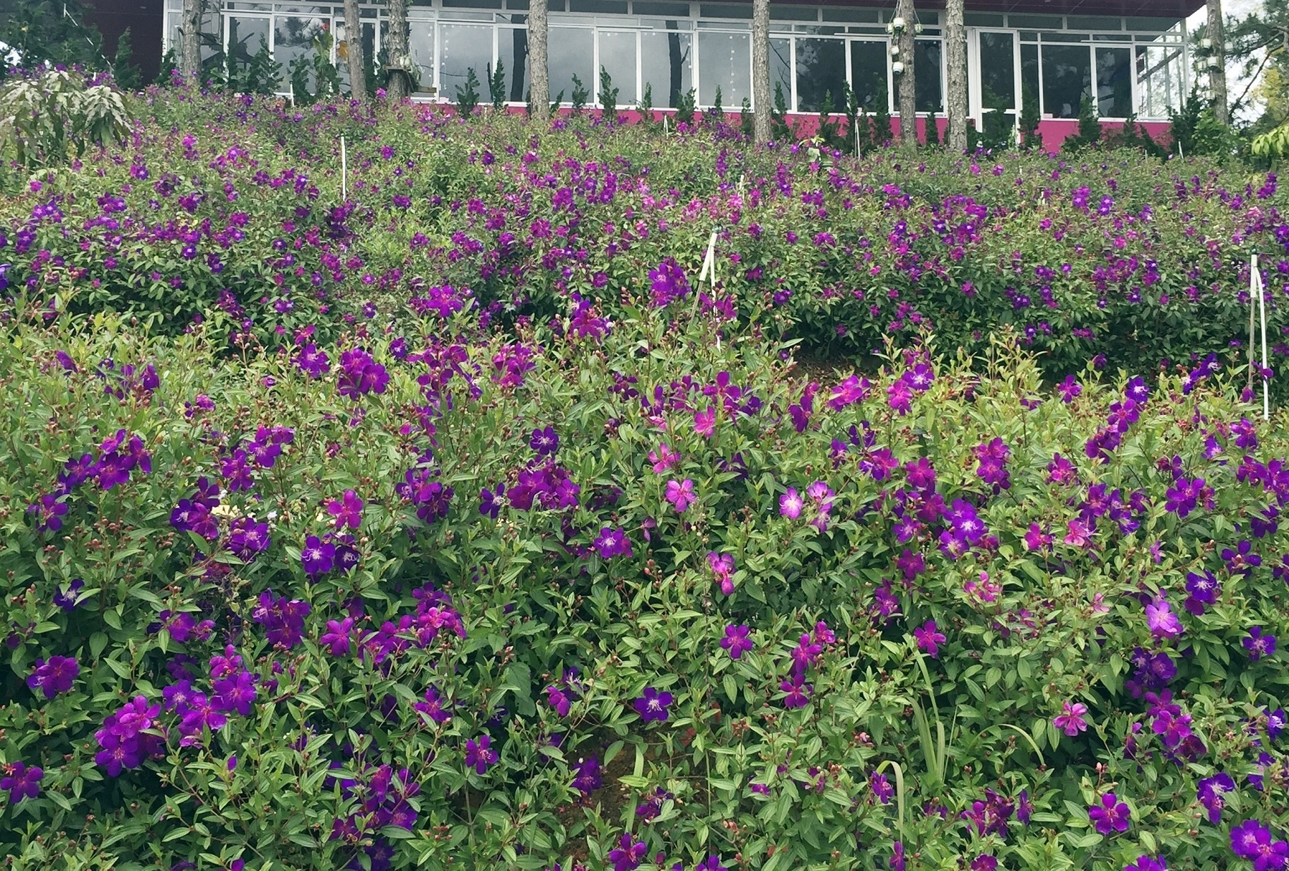 Tren Dinh Doi Trang anh 2