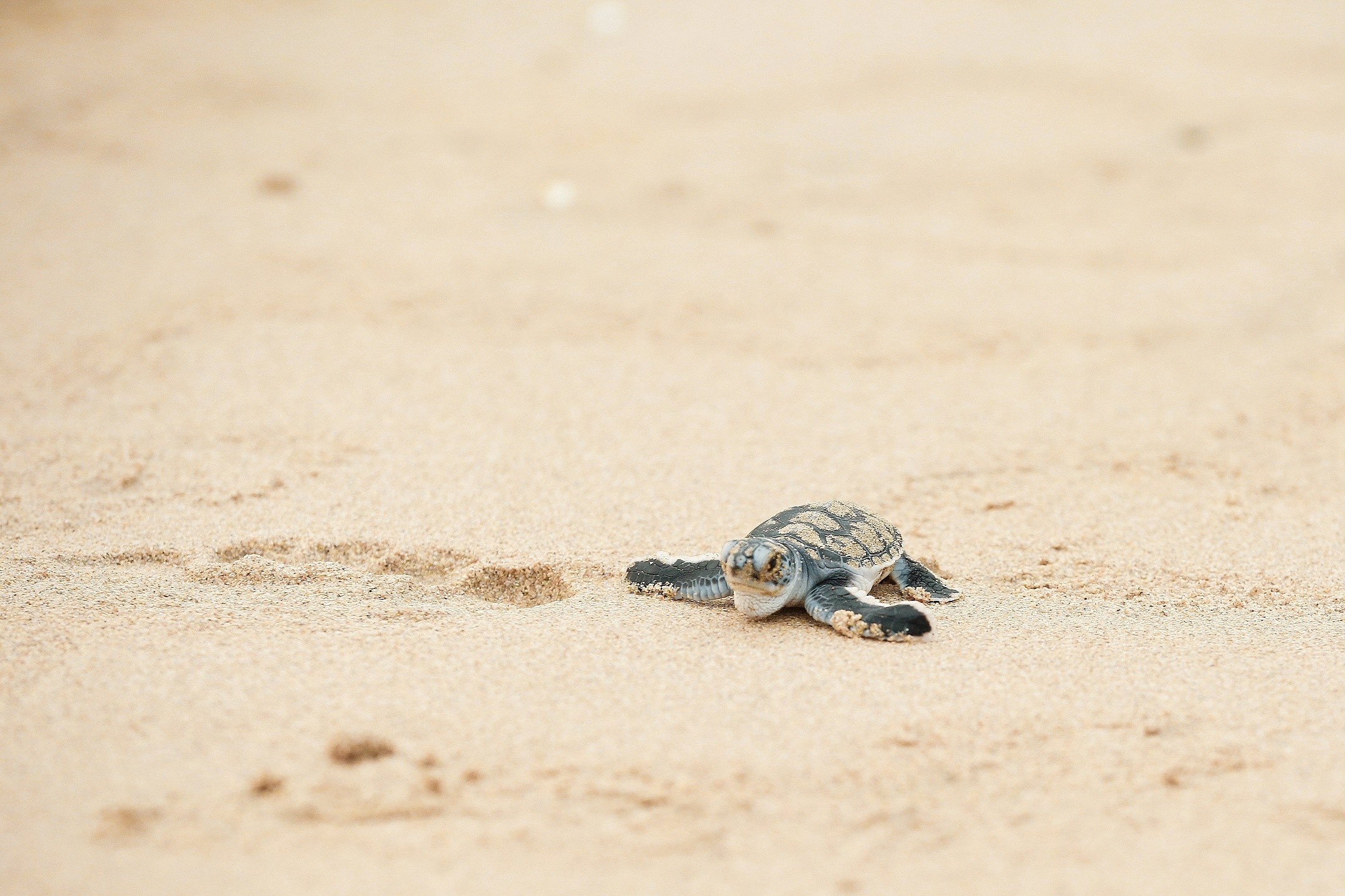 Six Senses Côn Đảo ảnh 4 Six Senses Con Dao anh 4