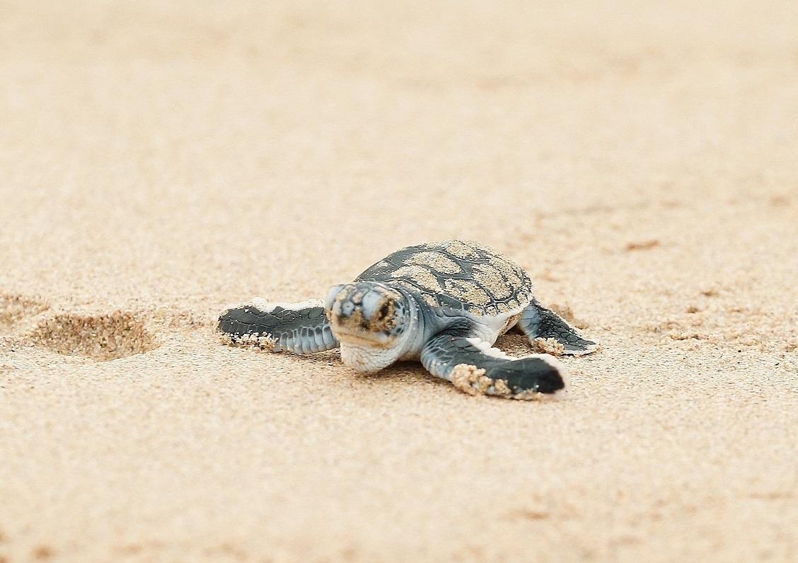 Rua bien lien tuc xuat hien va de trung tai Six Senses Con Dao hinh anh