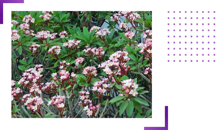 danh gia camera S9 anh 5