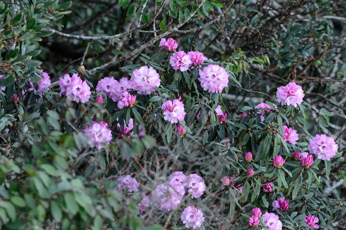 Sun World Fansipan Legend anh 2