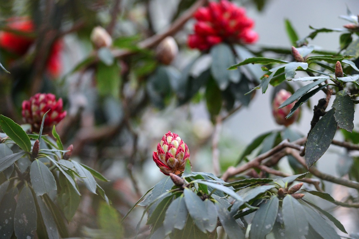 Hang tram loai hoa do quyen dua no tai Fansipan trong thang 4 hinh anh