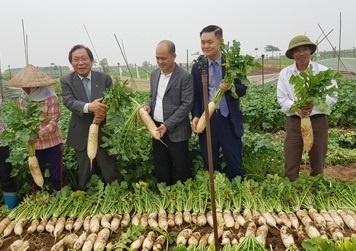 DN Viet - Han bat tay xay dung nha may che bien cu cai tai Hai Duong hinh anh