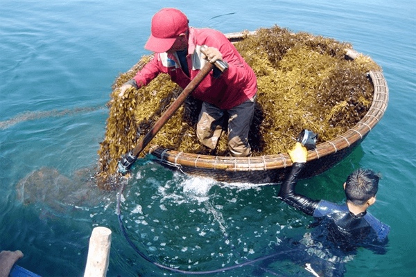 Tac dung cua fucoidan trong ho tro dieu tri ung thu hinh anh