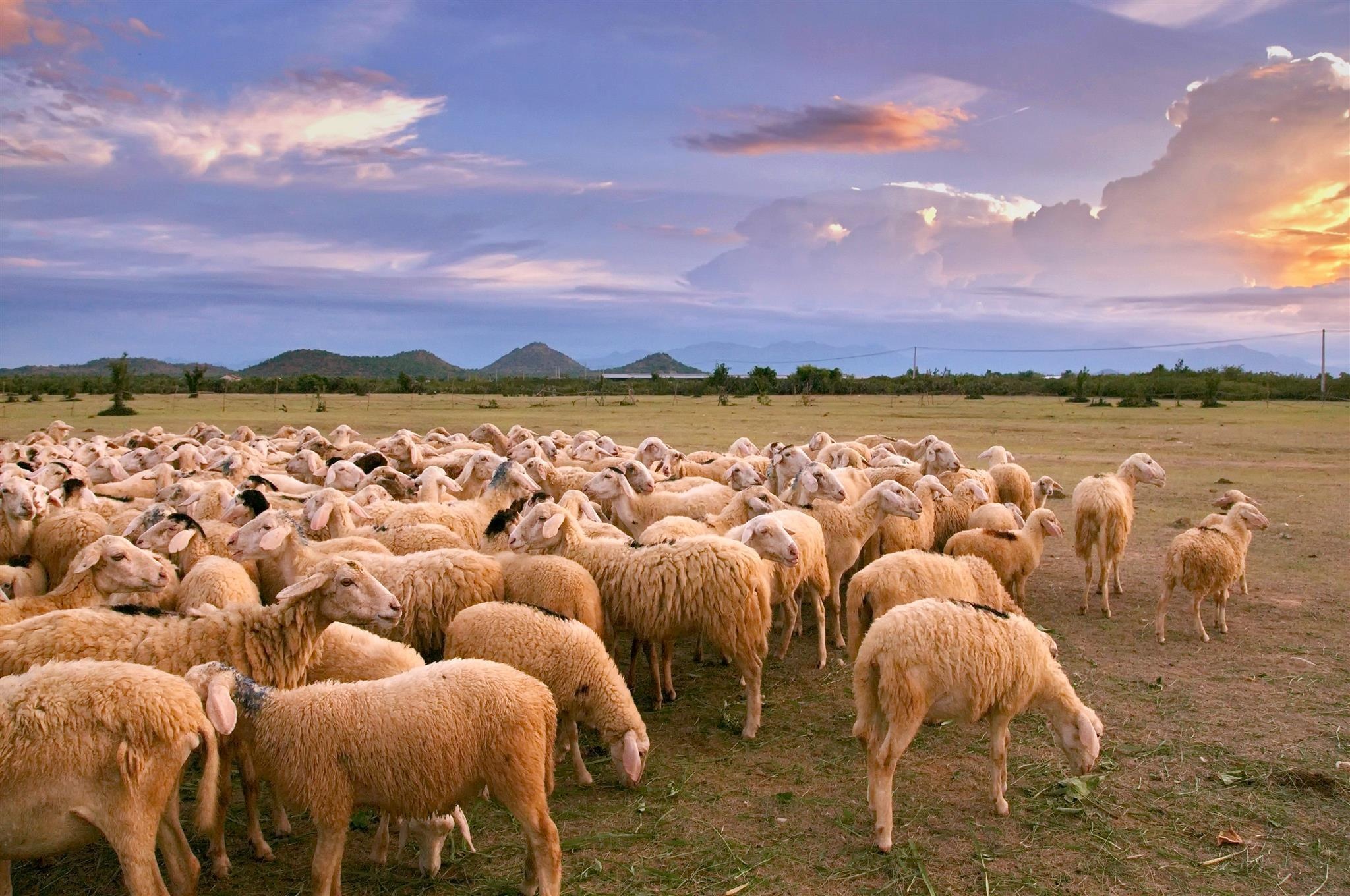 Vuvuzela ảnh 1 Vuvuzela anh 1