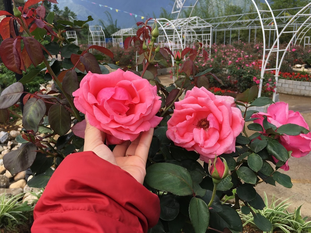 Sun World Fansipan Legend anh 9